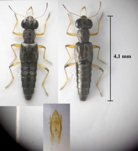 Stenus aceris